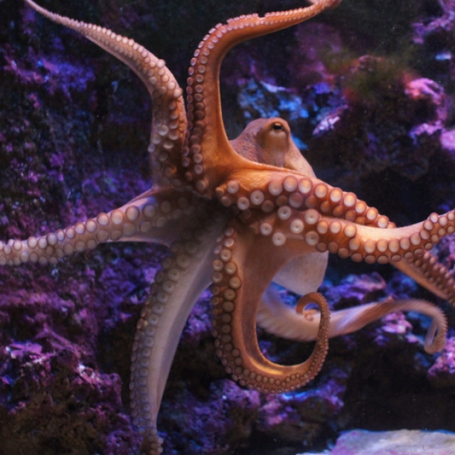 Ahtapotların neden üç tane kalbi var?