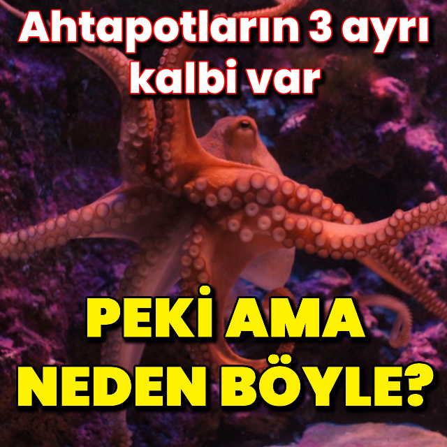 Ahtapotların neden üç tane kalbi var?