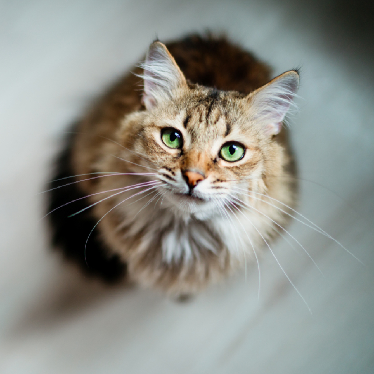 Kedi sahibi olmak "beyninizi" değiştirebilir! 