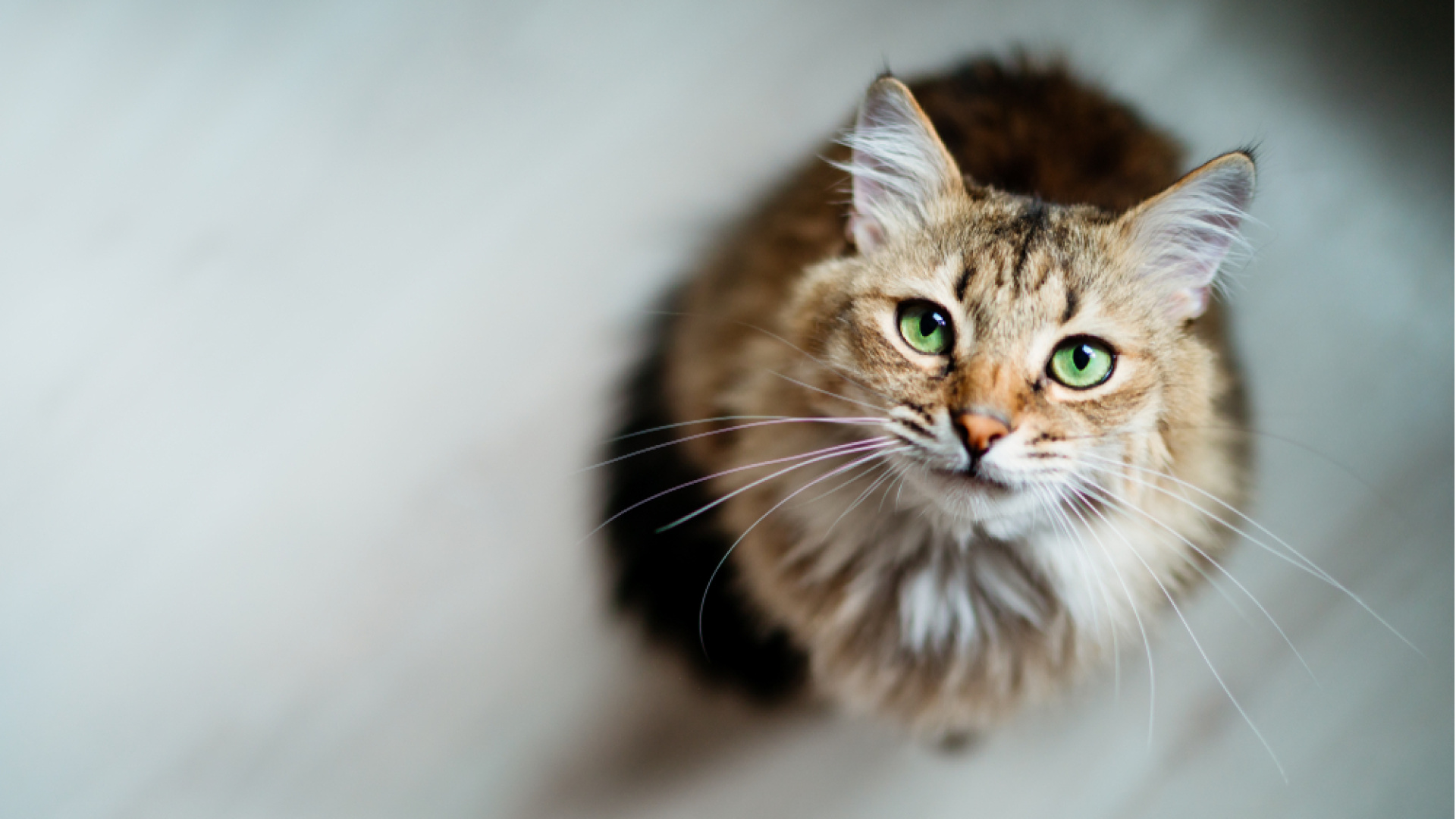 Kedi sahibi olmak "beyninizi" değiştirebilir! Bilim adamları sebebini açıkladı!