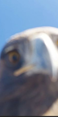 Kartal dronu kaparsa