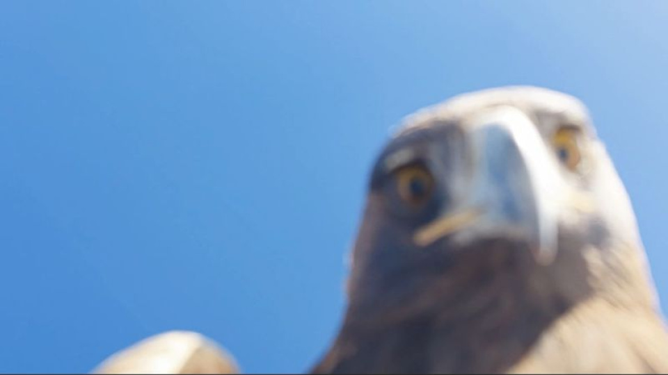 Kartal dronu kaparsa