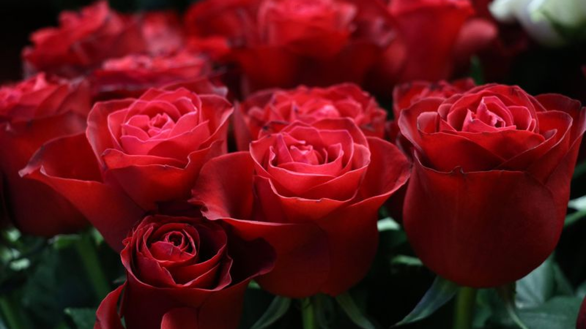 Eşini sınamak için çiçek gönderdi! Yargıtay karar verdi | SON DAKİKA HABER | Son dakika haberleri