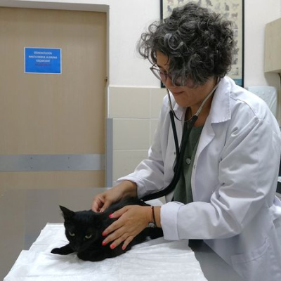 Ağrı kesiciler, hayvanlar için ölümcül olabilir