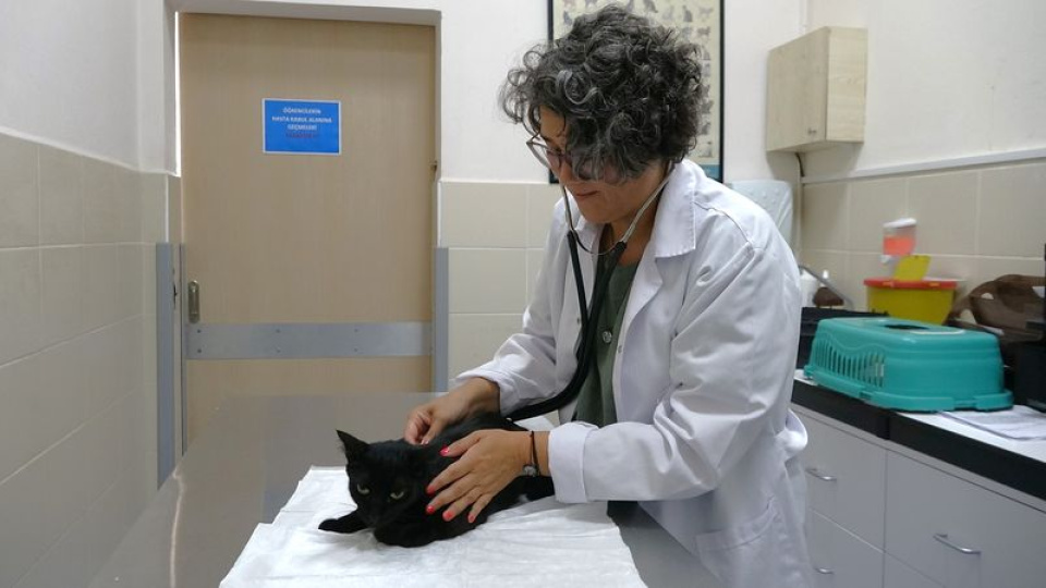 Ağrı kesiciler, hayvanlar için ölümcül olabilir