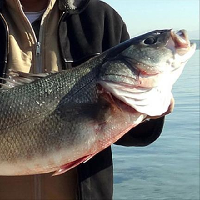 Levrek Nasıl Pişirilir?