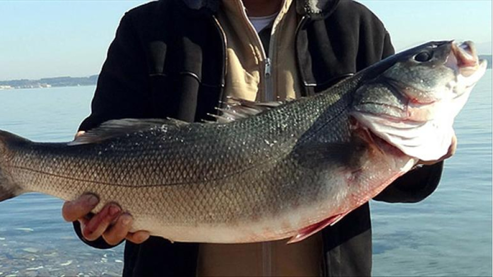 Levrek Nasıl Pişirilir?