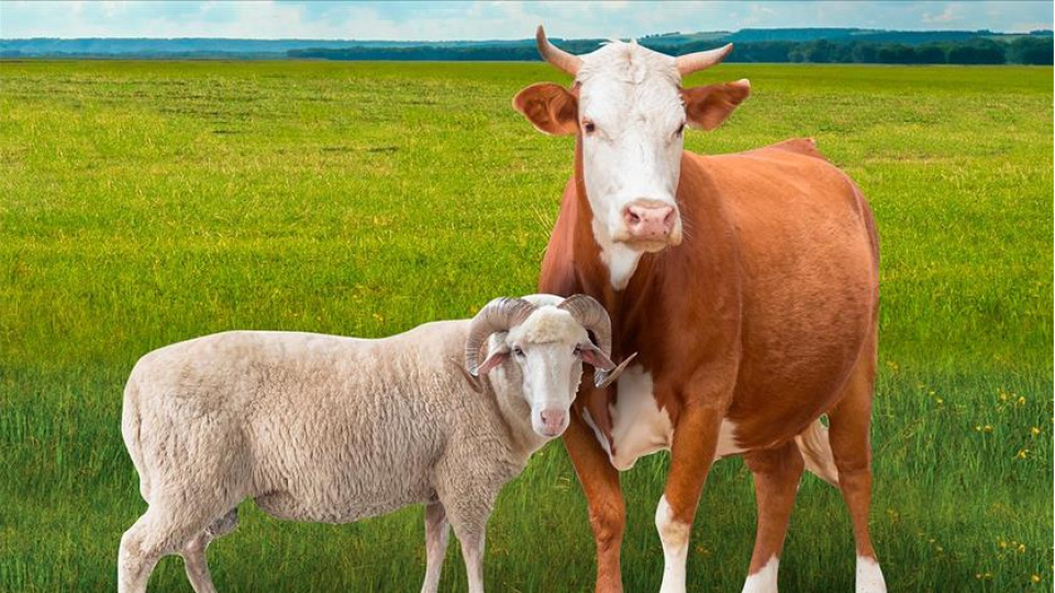 Dalak Nasıl Pişirilir?