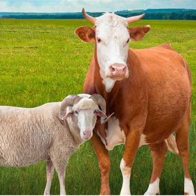 Dalak Nasıl Pişirilir?
