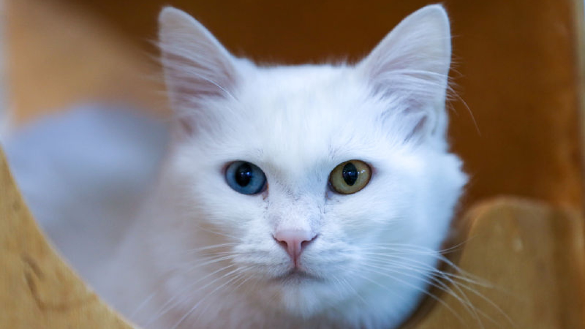 Koruma altındaki Van kedileri bu yıl 120 yavru doğ…