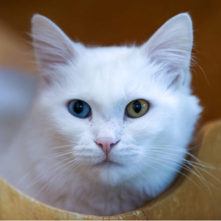 Koruma altındaki Van kedileri bu yıl 120 yavru doğurdu