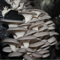 İstiridye Mantarı Nasıl Pişirilir?