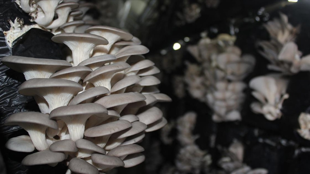 İstiridye Mantarı Nasıl Pişirilir?