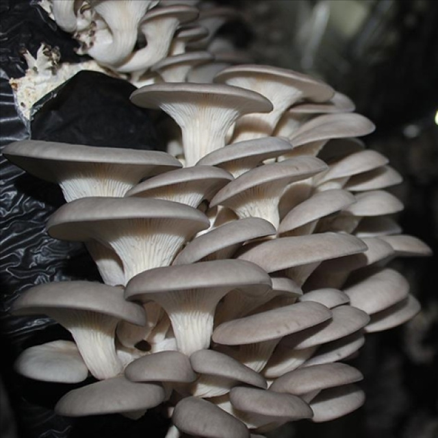 İstiridye Mantarı Nasıl Pişirilir?