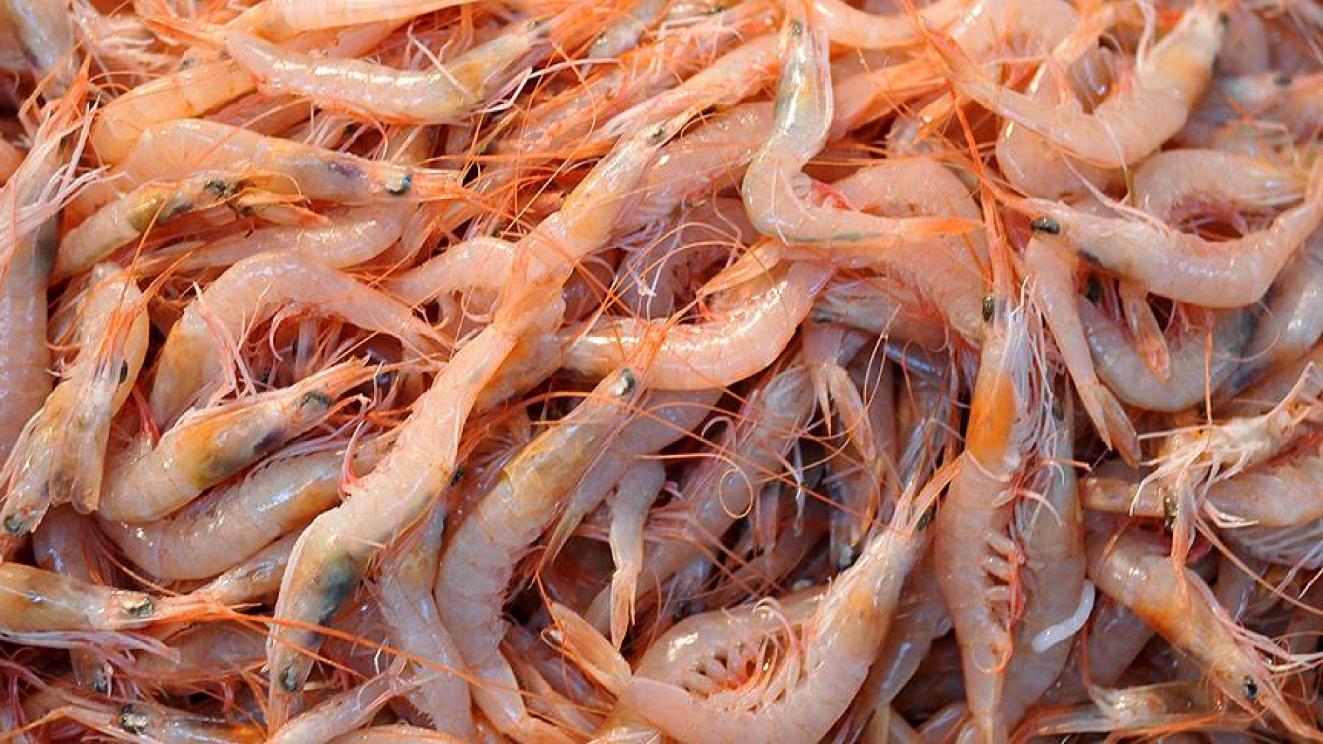 Karides nasıl pişirilir? Dondurulmuş karides nasıl…