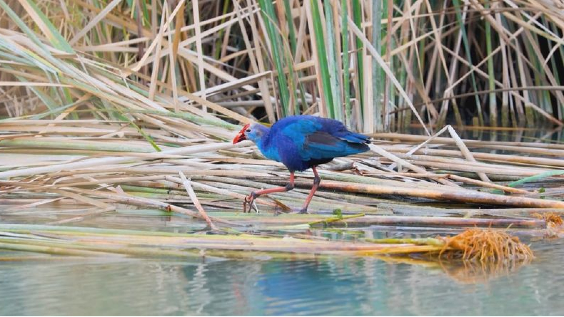 Nadir görülen saz horozları Mersin'deki Göksu Deltası'nda kayda alındı