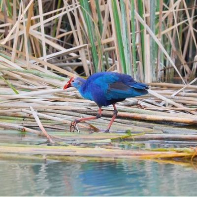 Nadir görülen saz horozları Mersin'de!