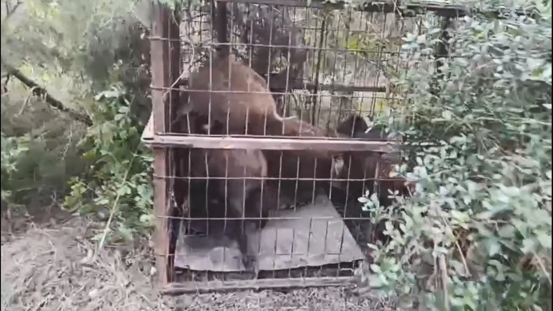 Kaçak avcılardan feci tuzak! Kapanlar kurdukları ortaya çıktı! | Son dakika haberleri