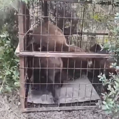 Kaçak avcılardan feci tuzak!