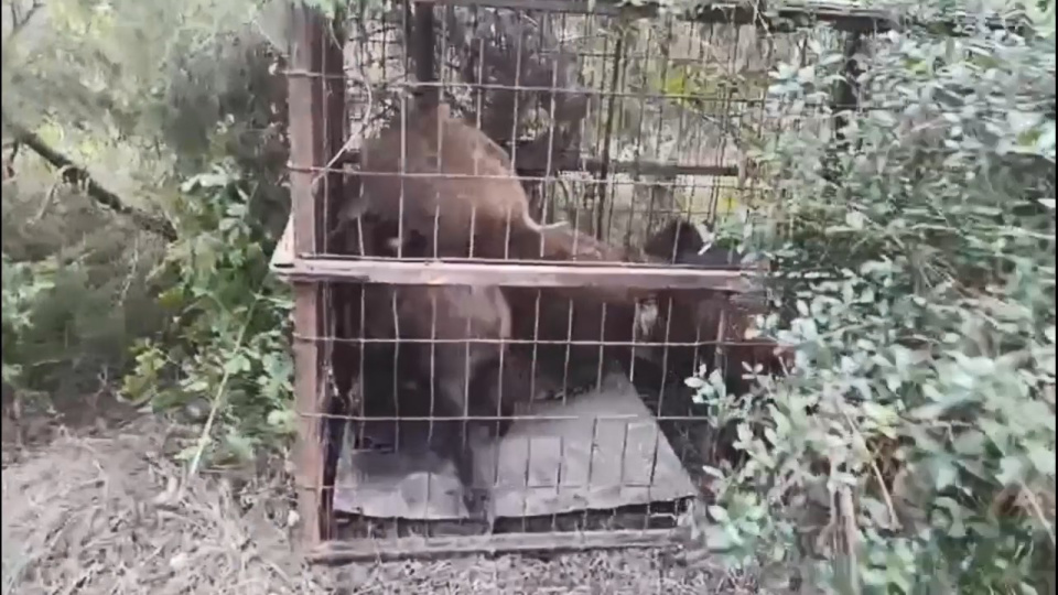 Kaçak avcılardan feci tuzak!