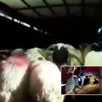 Şeytanın aklına gelmez! 29 koyunun karnında dikiş izi vardı!