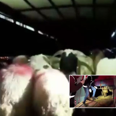 Şeytanın aklına gelmez! 29 koyunun karnında dikiş izi vardı!