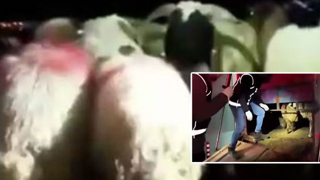 Şeytanın aklına gelmez! 29 koyunun karnında dikiş izi vardı!