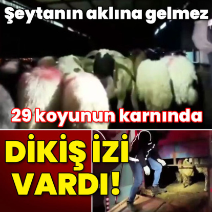 Şeytanın aklına gelmez! 29 koyunun karnında dikiş izi vardı!