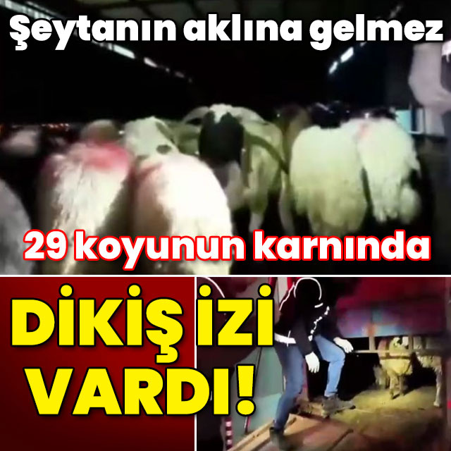 Şeytanın aklına gelmez! 29 koyunun karnında dikiş izi vardı!