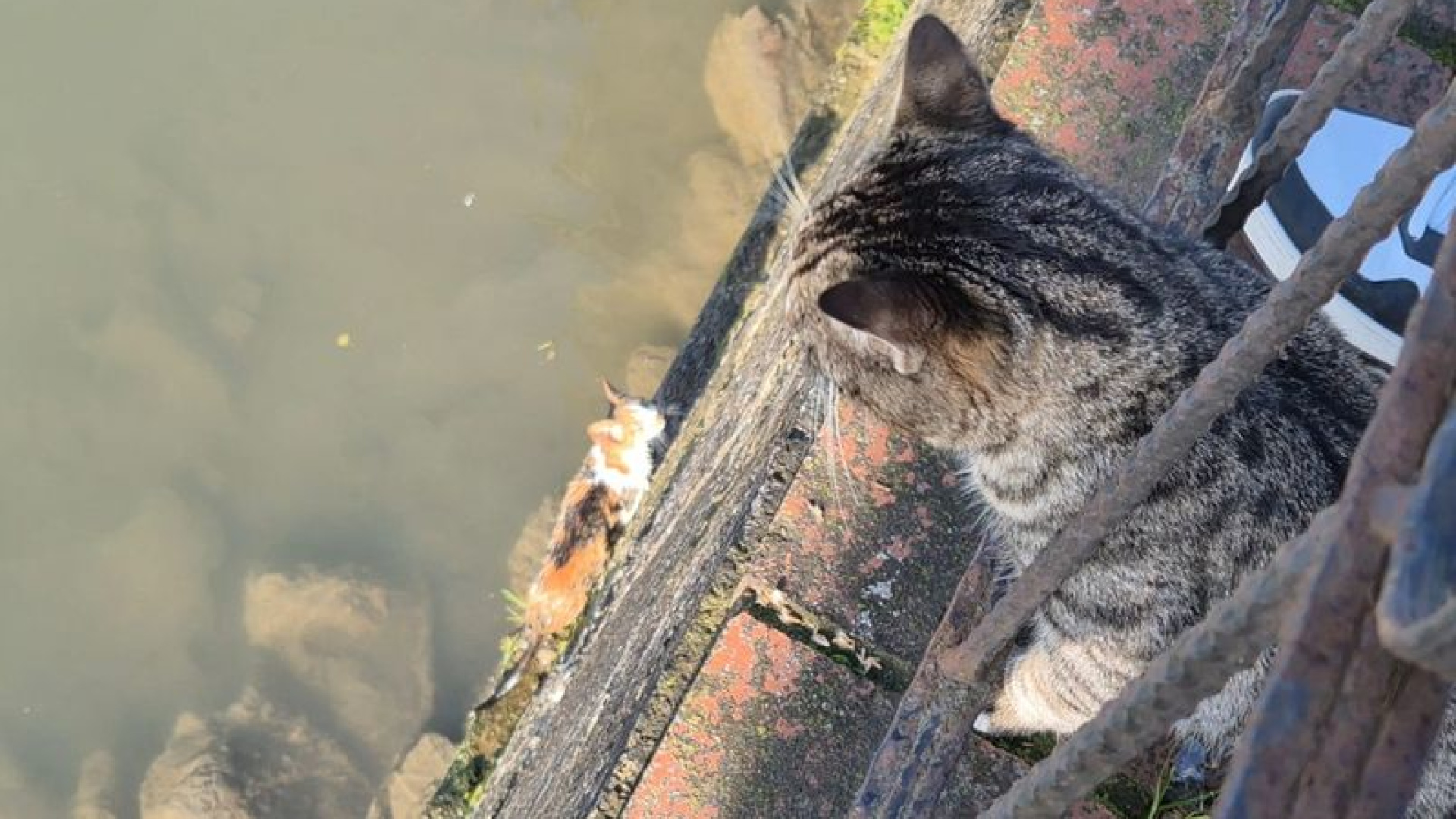 Anne kedi, çaya düşen yavrusunun kurtarılmasını bekledi