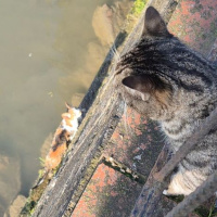 Çaya düşen yavrusunun kurtarılmasını bekledi