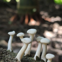 Yenilebilir olduğu düşünülen her 3 mantardan 1'i hastanelik ediyor