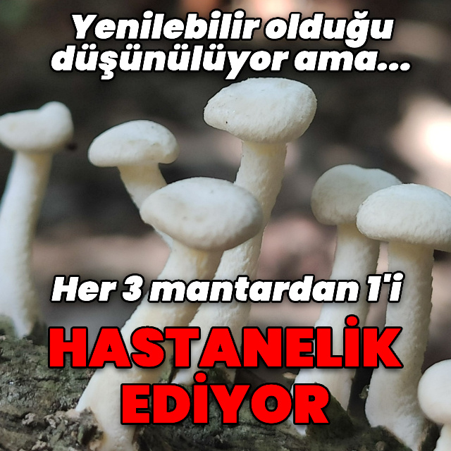 Yenilebilir olduğu düşünülen her 3 mantardan 1'i hastanelik ediyor
