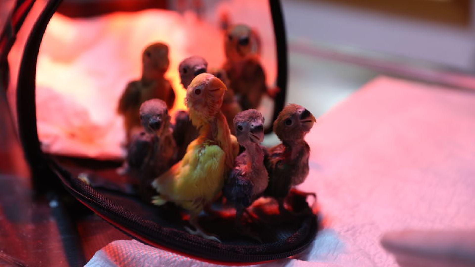 El konulan cennet papağanı yavrularına doğal yaşam parkında bakılıyor