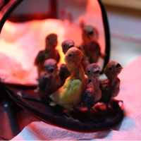 El konulan cennet papağanı yavruları doğal yaşam parkında!