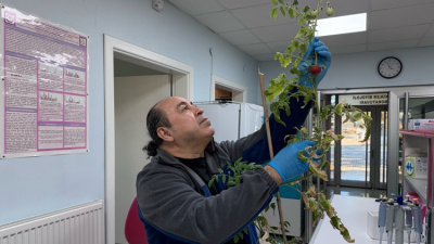 Salgınlara karşı domatesli yenilebilir aşı hedefi