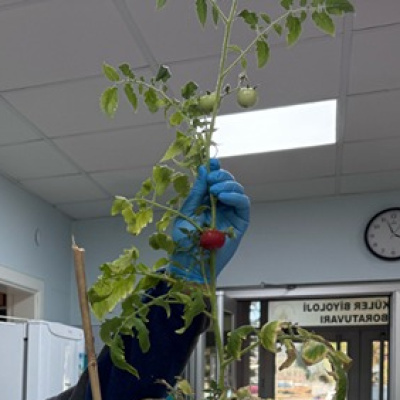 Salgınlara karşı domatesli yenilebilir aşı hedefi