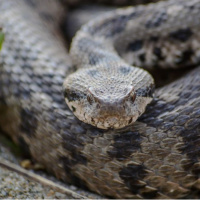 Çankırı'da kayıtlara geçti! Adı: Osmanlı