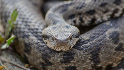 Çankırı'da kayıtlara geçti! Adı: Osmanlı