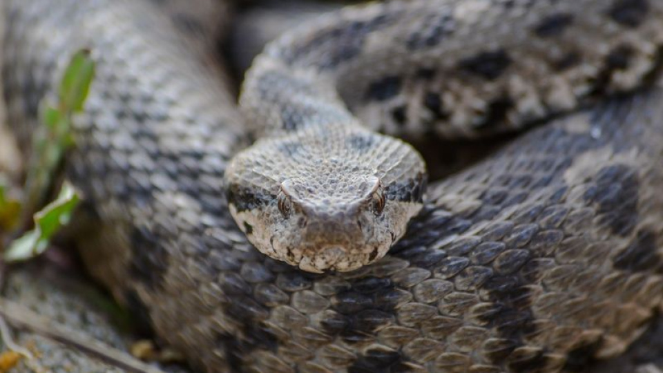 Çankırı'da kayıtlara geçti! Adı: Osmanlı