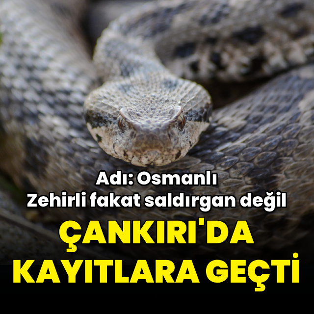 Çankırı'da kayıtlara geçti! Adı: Osmanlı