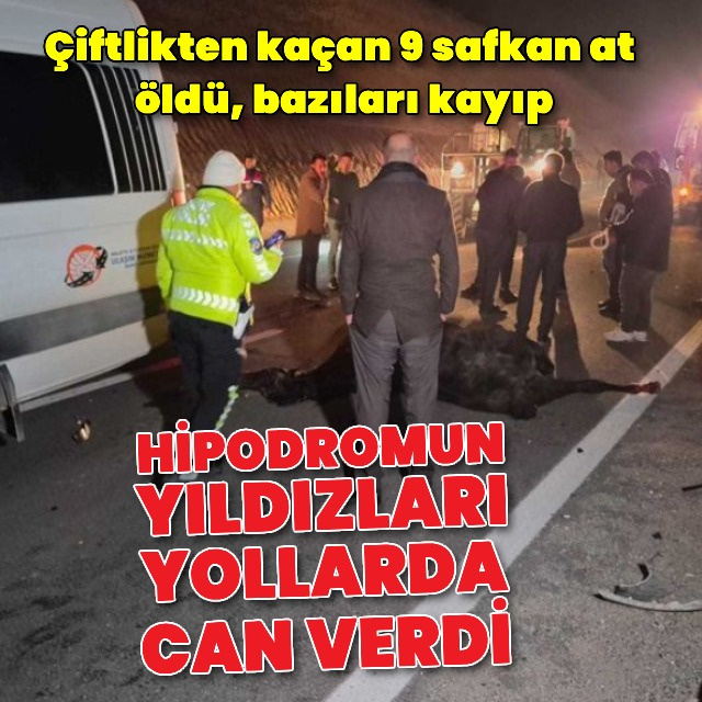 Milyonluk atlar çiftlikten kaçtı