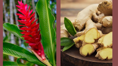 Baharatların çiçek hali