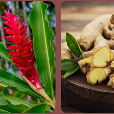 Baharatların çiçek hali