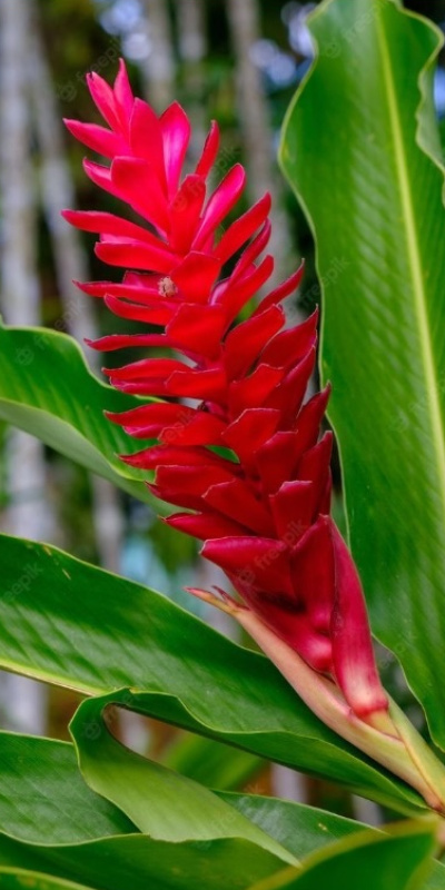 Baharatların çiçek hali