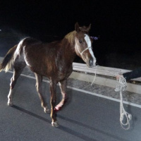 Valilikten açıklama! Kaçan safkanlar için soruşturma!