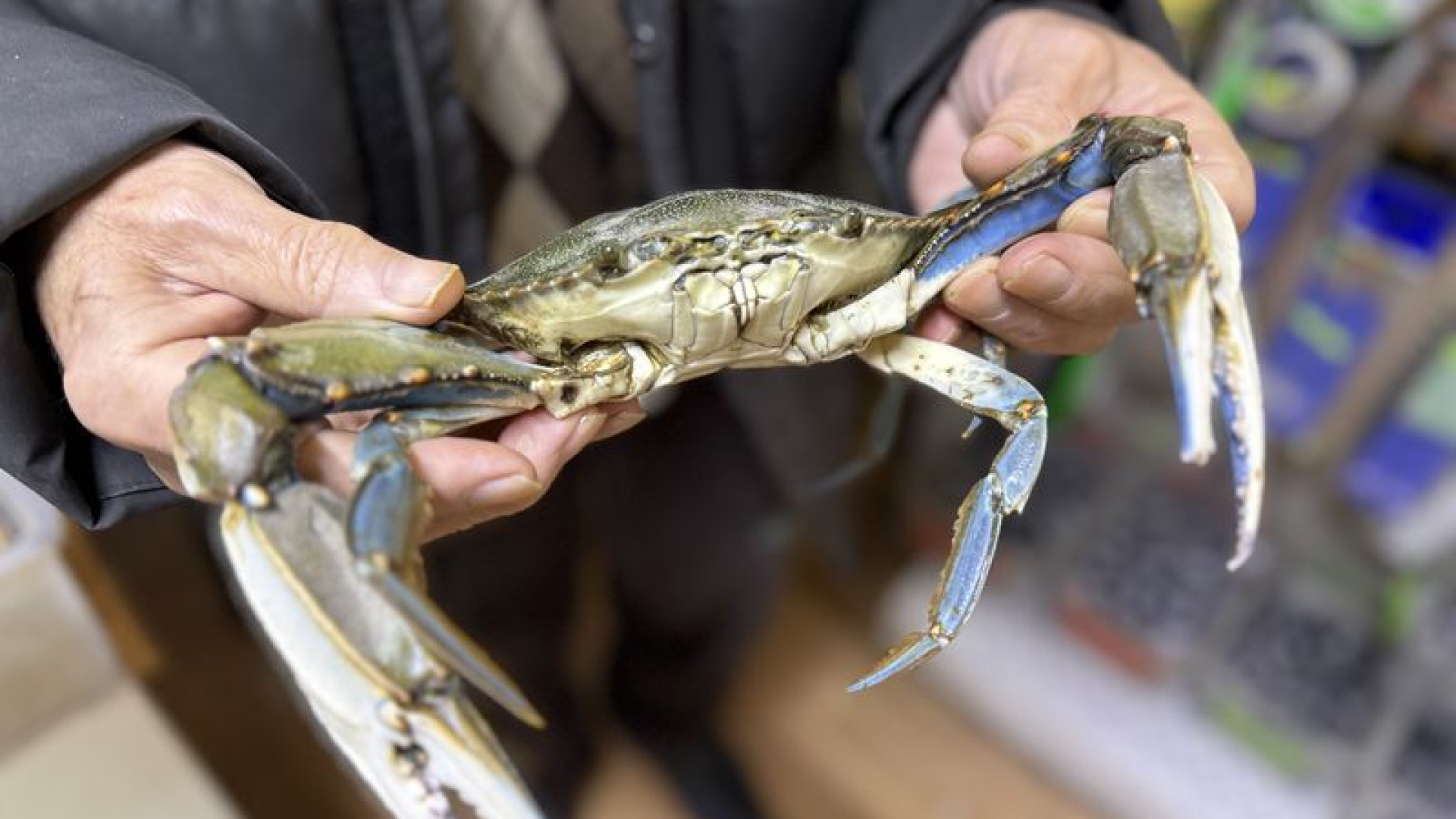 Sinop'ta balıkçıların ağına mavi yengeç takıldı