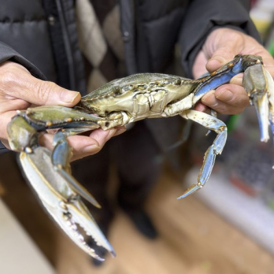 Sinop'ta balıkçıların ağına takıldı