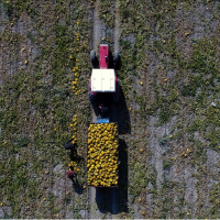 2025 yılında bitkisel üretim geriledi, meyvede sert düşüş yaşandı