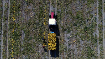 2025 yılında bitkisel üretim geriledi, meyvede sert düşüş yaşandı